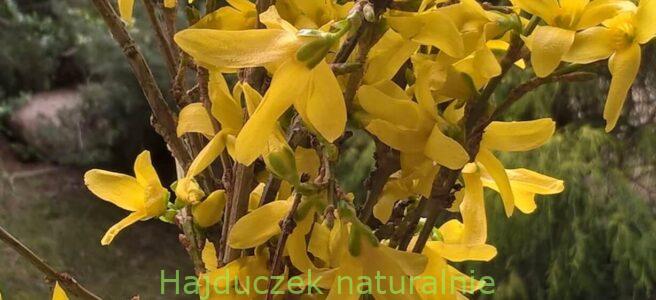 forsycja nie tylko na bukiet