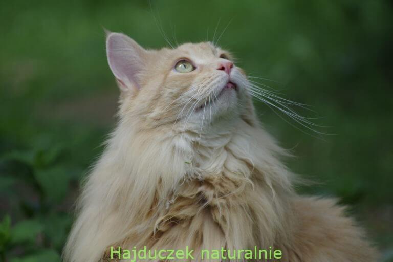 Safira