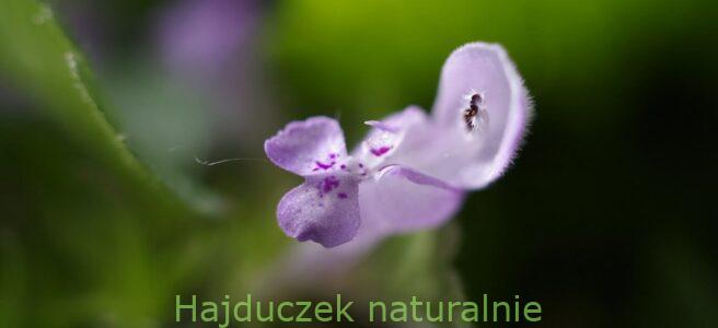jasnota purpurowa