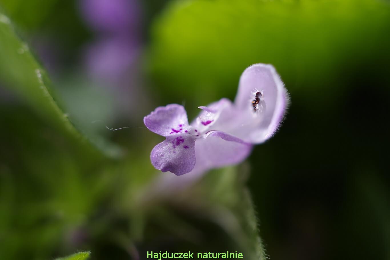 jasnota purpurowa
