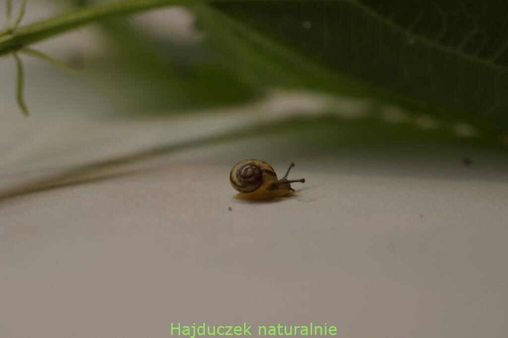 pokrzywa