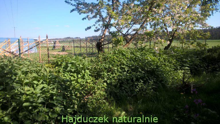 pokrzywa