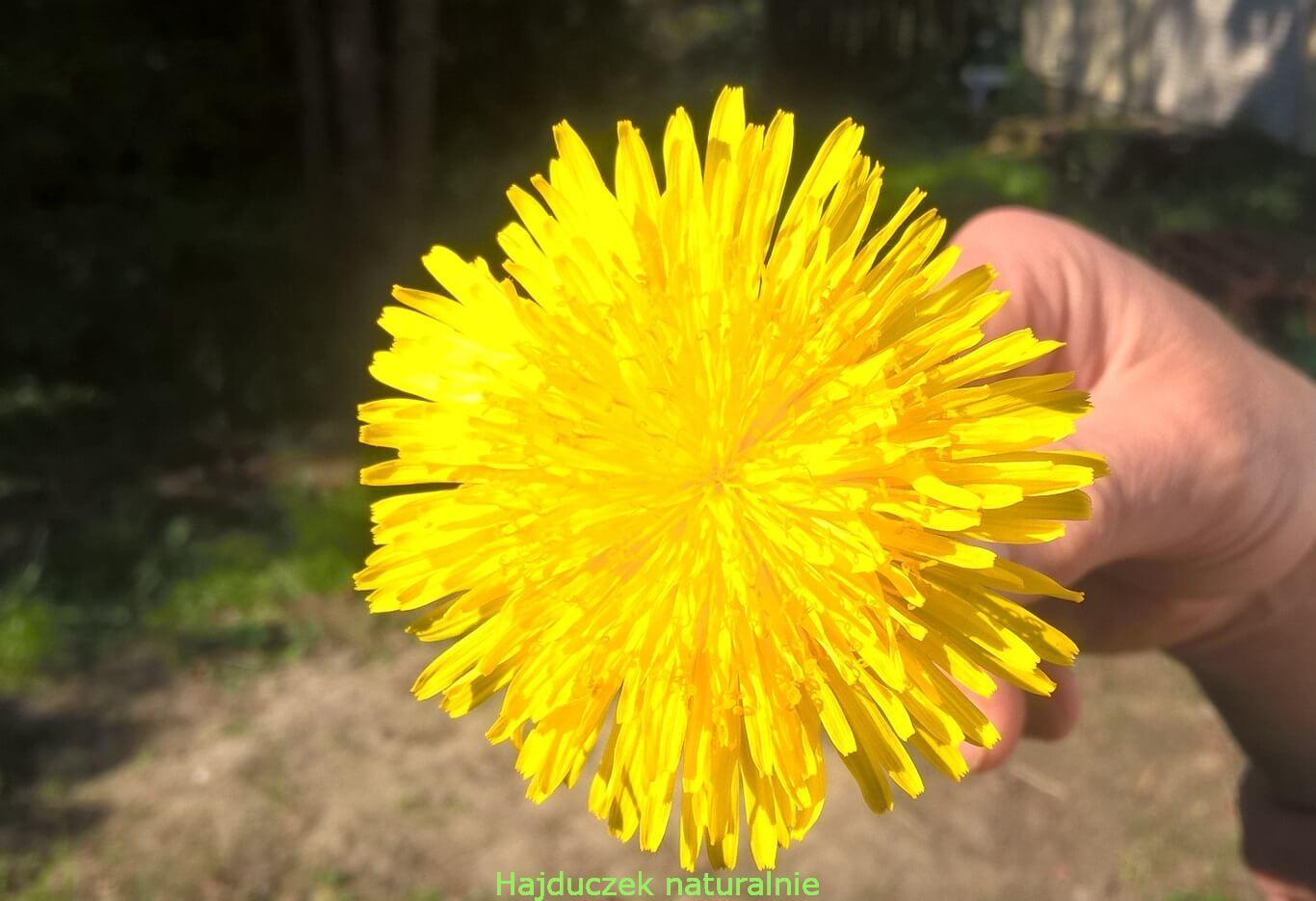 syrop z mniszka zwany miodkiem