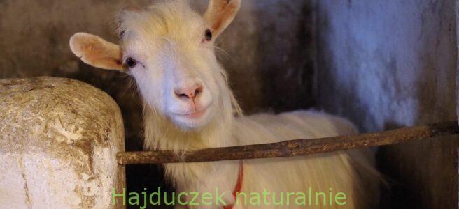jogurt raz jeszcze