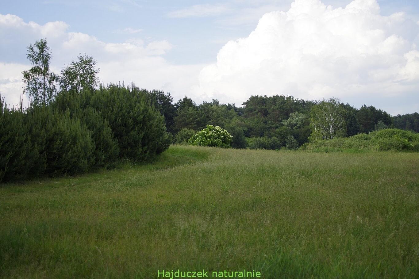 czarny bez