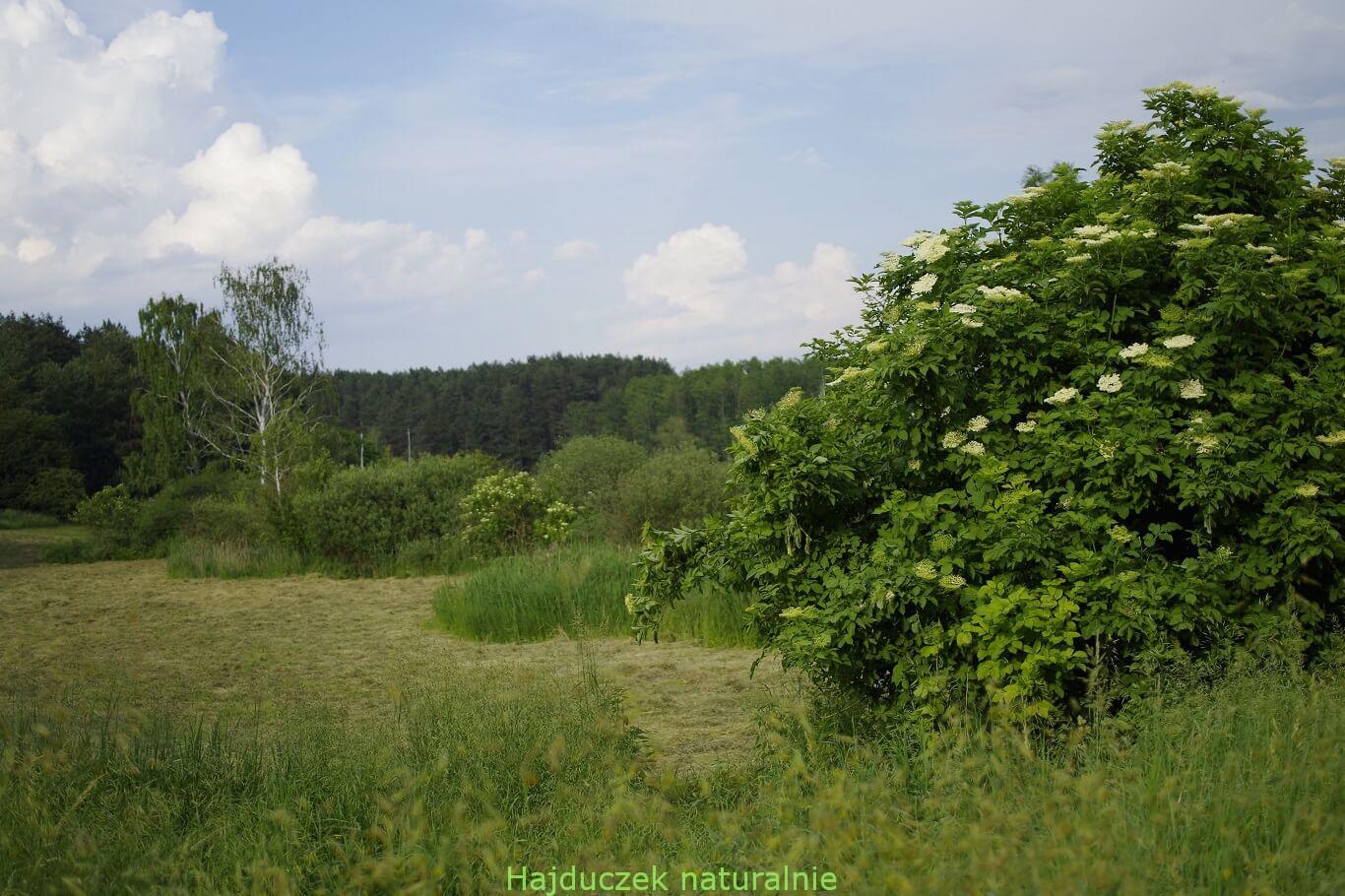 czarny bez