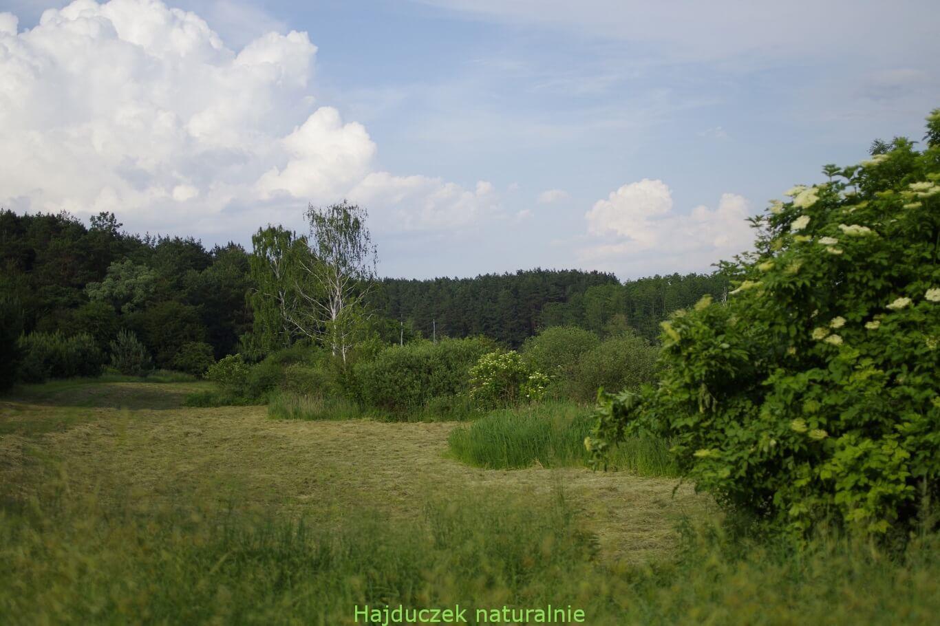 kąpiel ziołowa