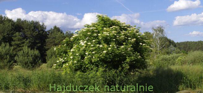 czarny bez