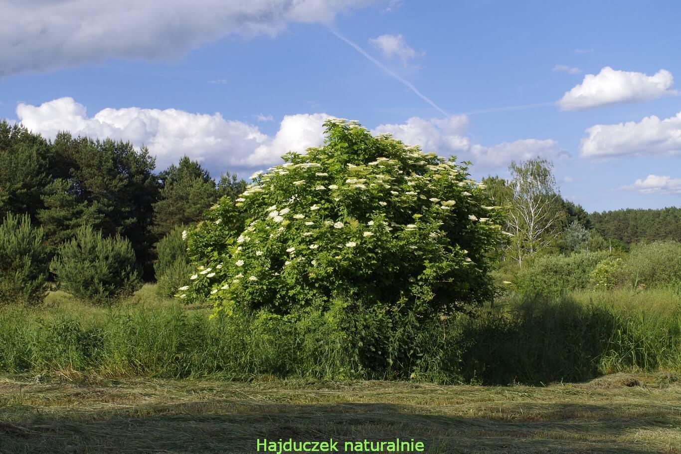 czarny bez