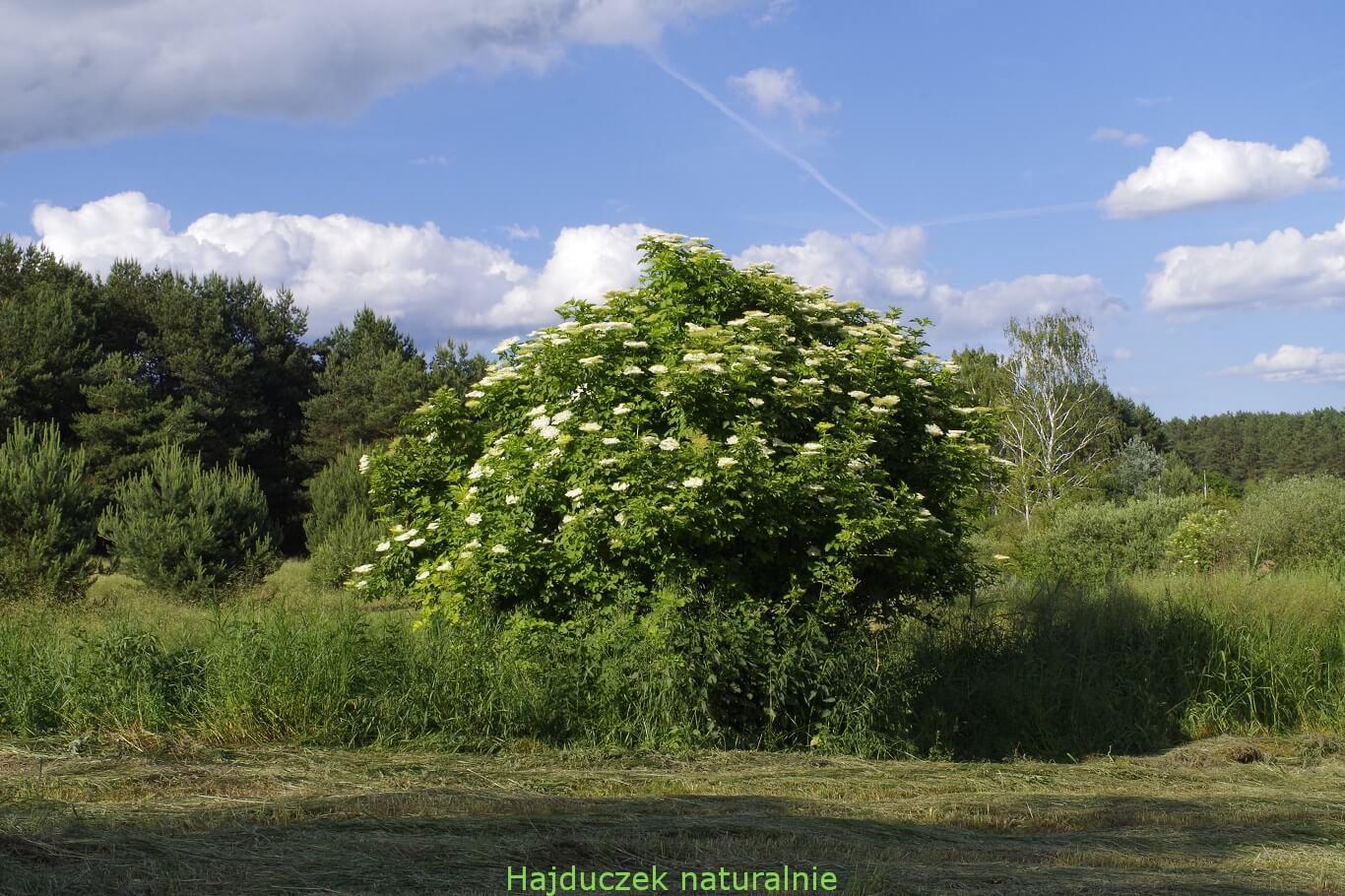 czarny bez