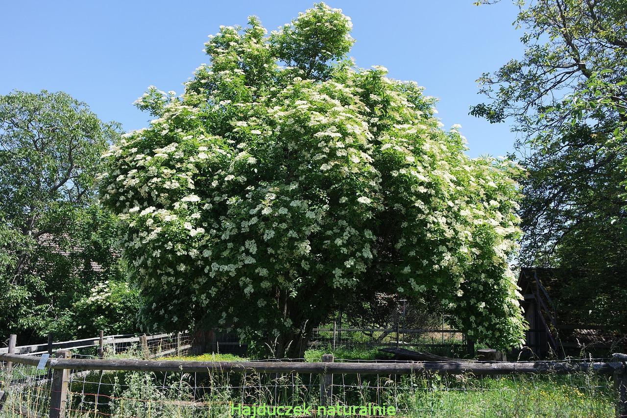 czarny bez