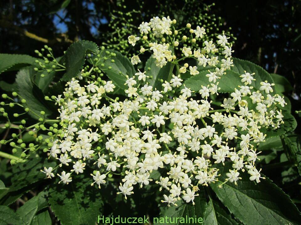 czarny bez
