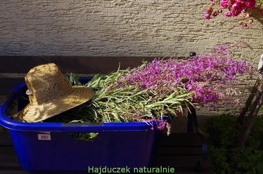nasze zioła