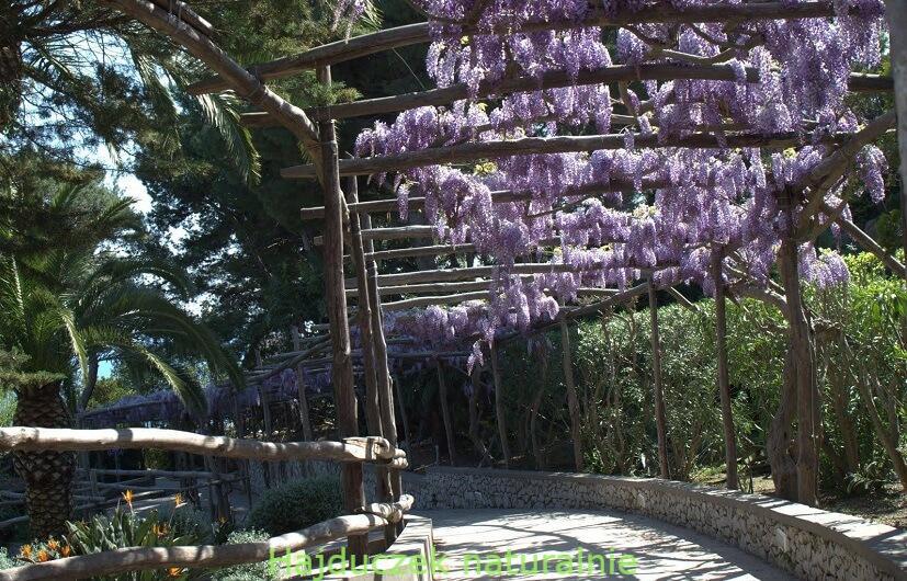 kwitnąca wisteria