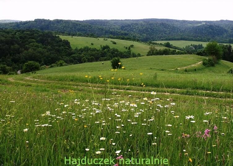 huculska kulesza