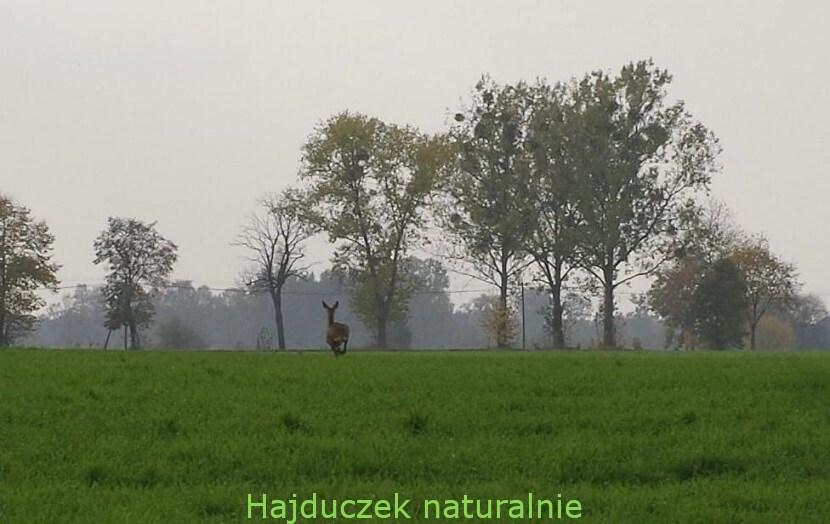 witamina D
