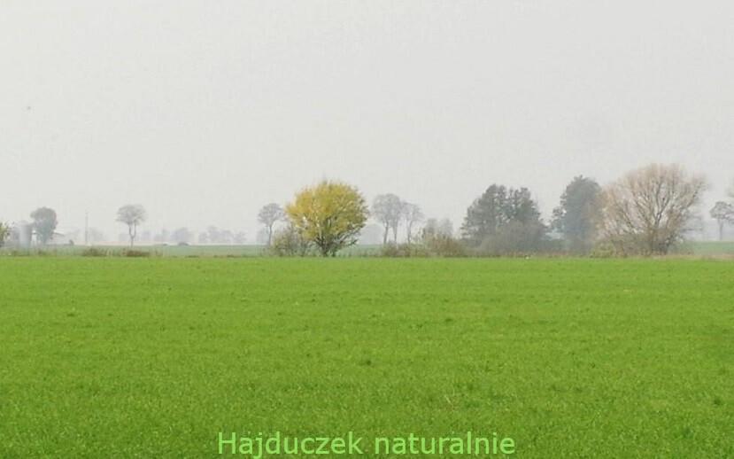 witamina D