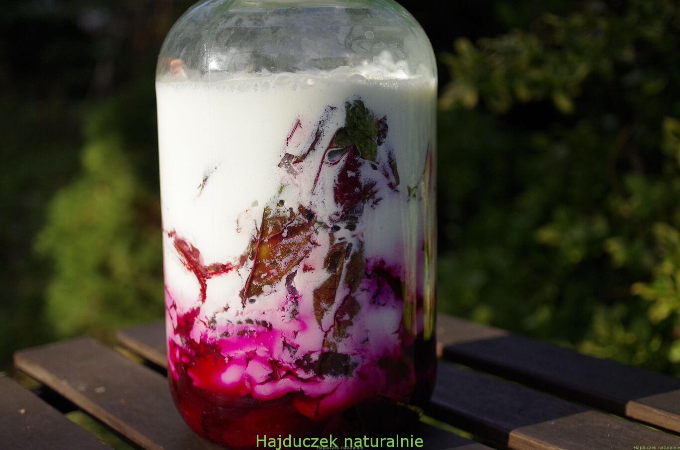 botwinka fermentowana w kefirze