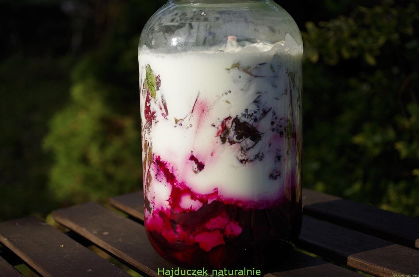 botwinka fermentowana w kefirze