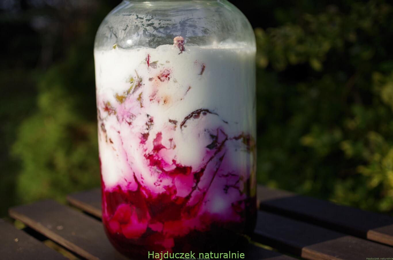 botwinka fermentowana w kefirze