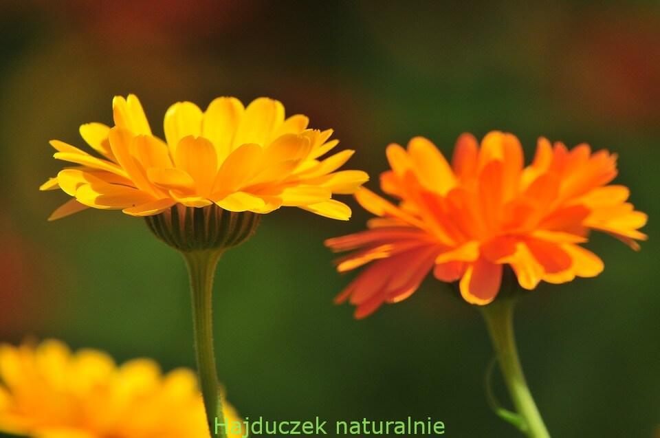 olejek na ból pleców