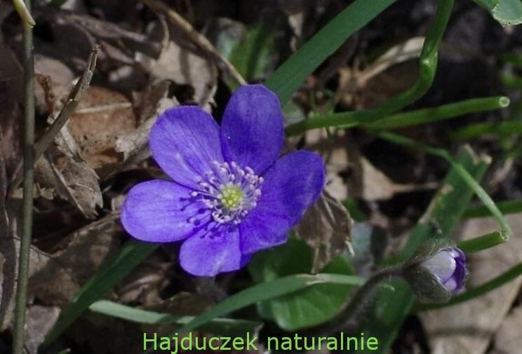 przylaszczka