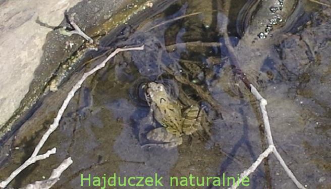 żaba trawna