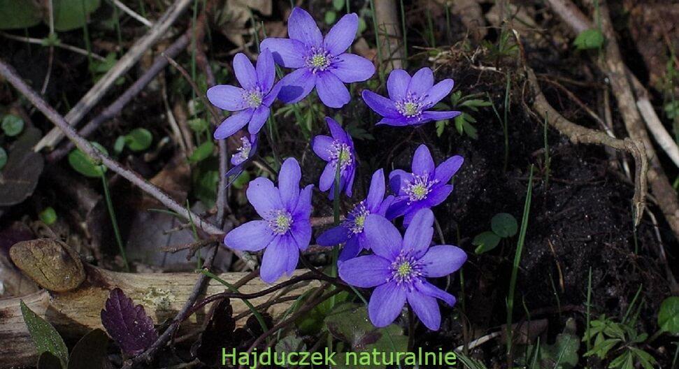 przylaszczka
