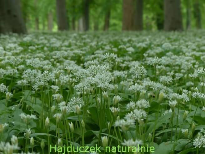 czosnek niedźwiedzi