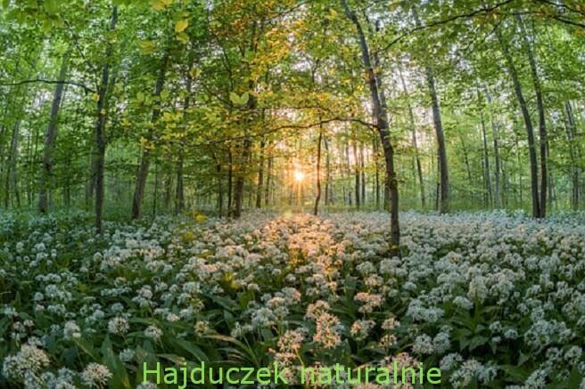 czosnek niedźwiedzi