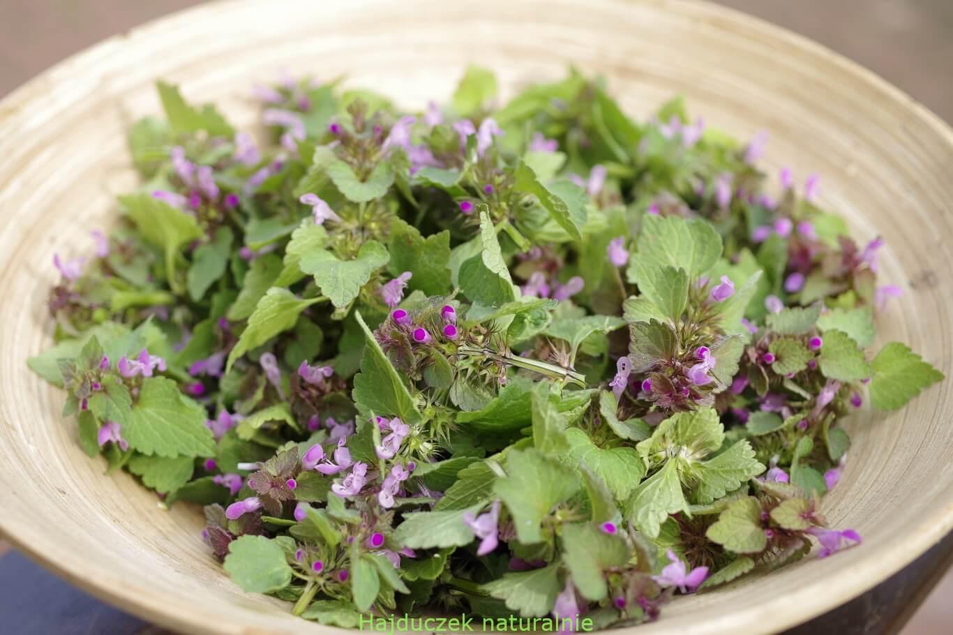 jasnota purpurowa-nalewka