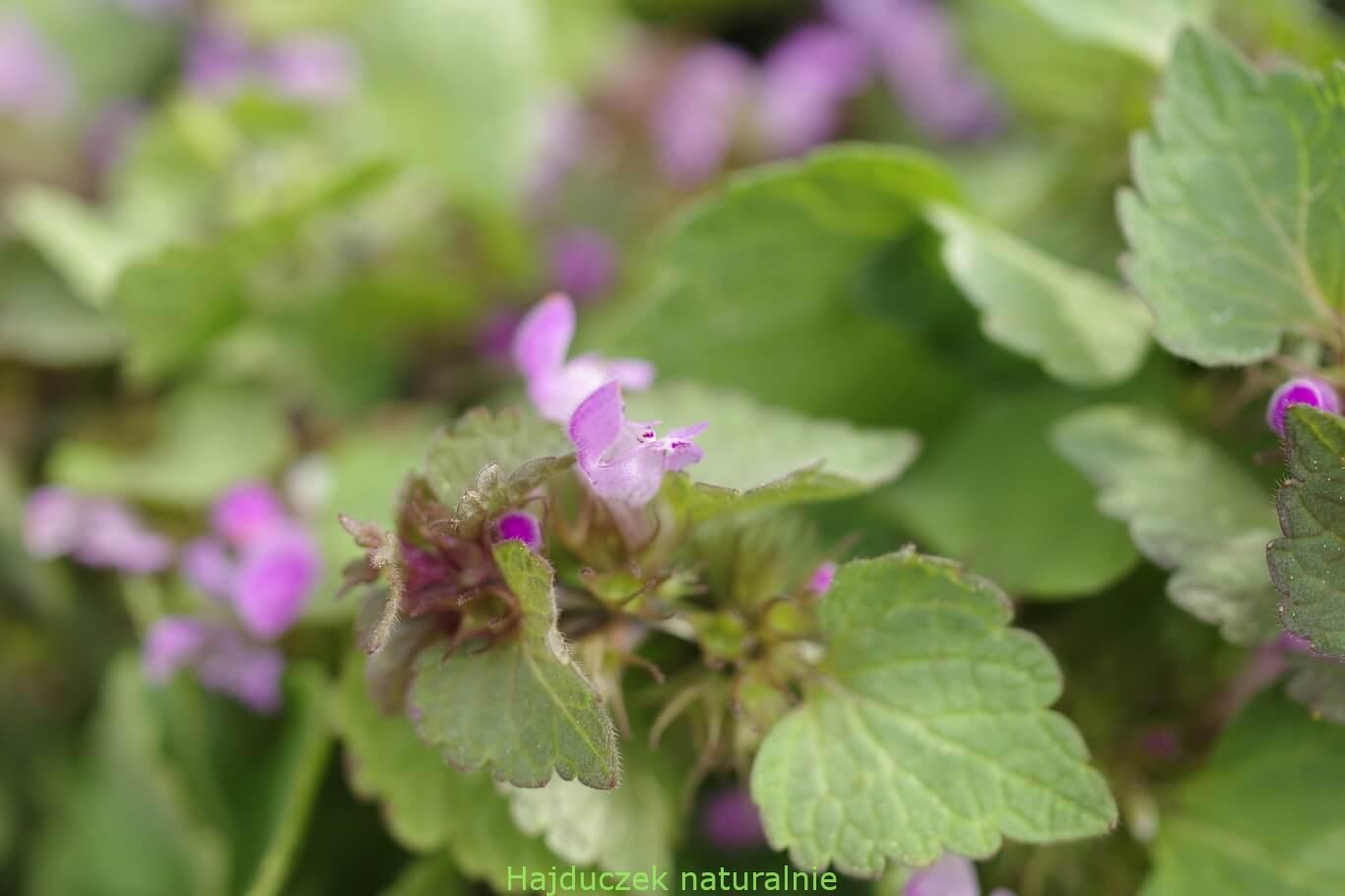 jasnota purpurowa-nalewka