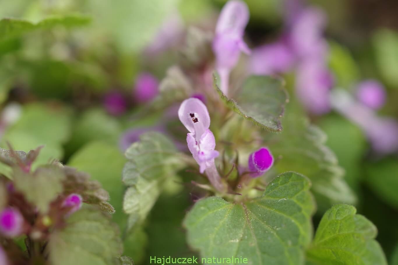 jasnota purpurowa-nalewka