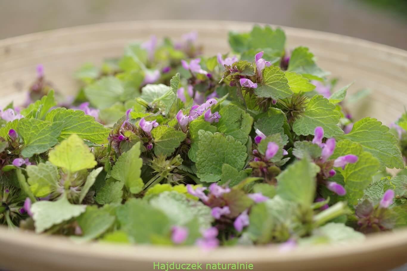 jasnota purpurowa-nalewka