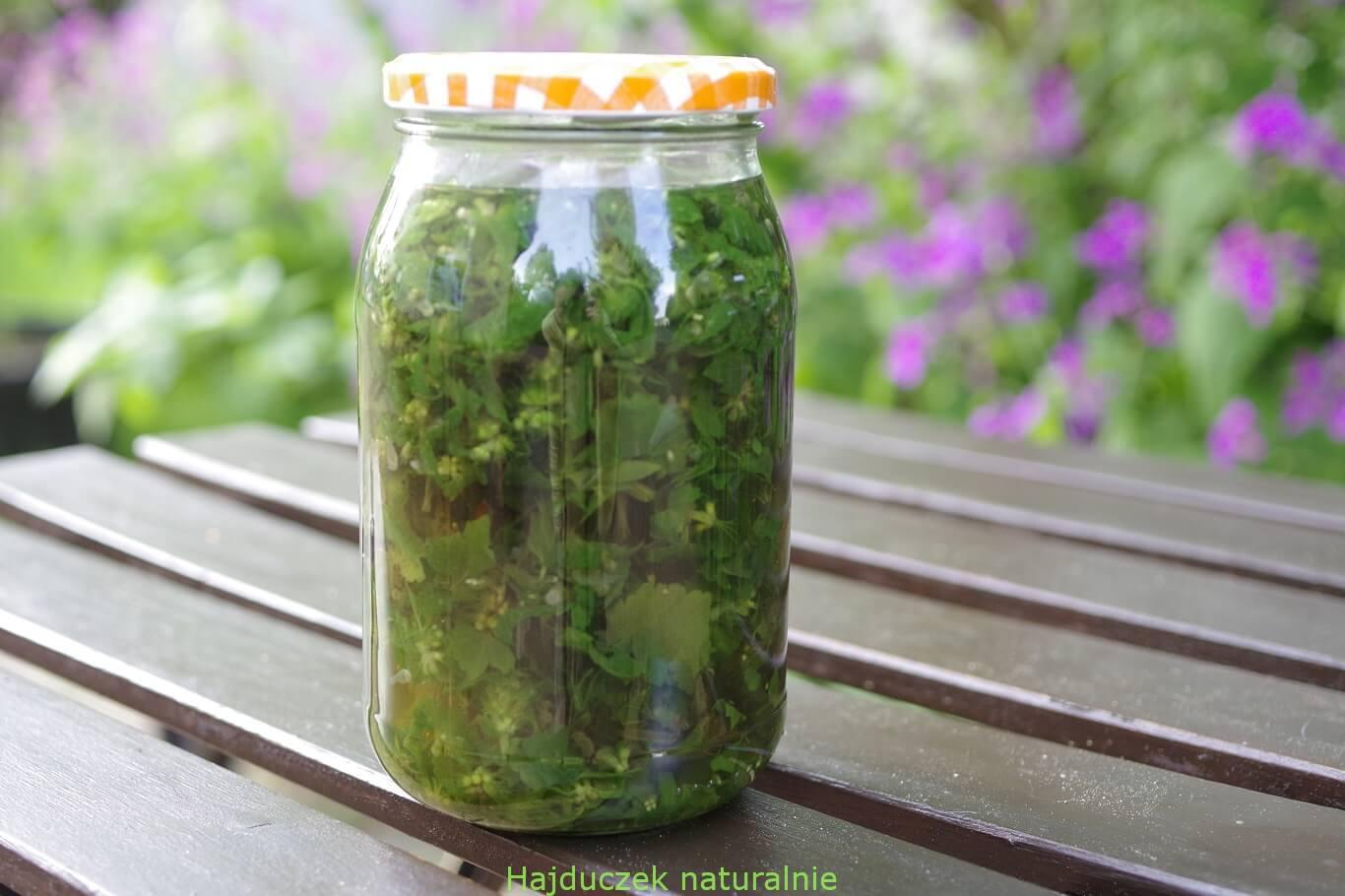 jasnota purpurowa-nalewka