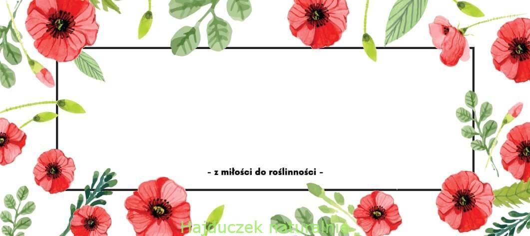 Jedziemy na Zlot Zielarski