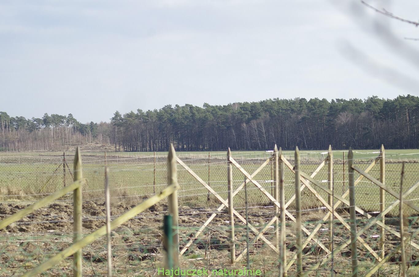 winnica i winobranie