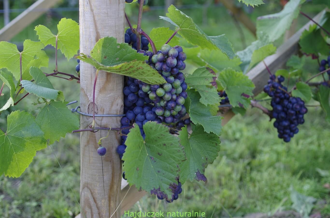 winnica i winobranie