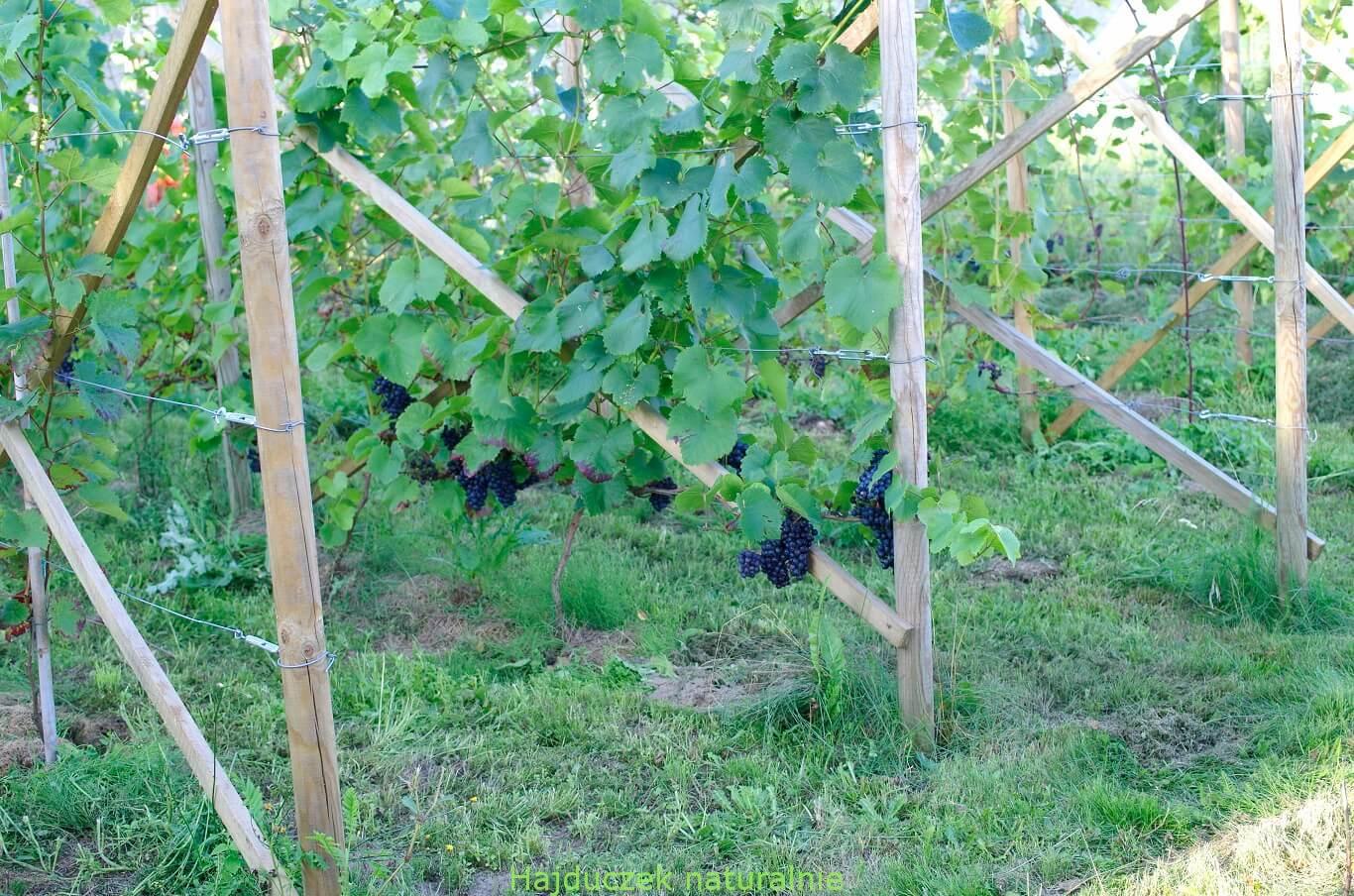 winnica i winobranie