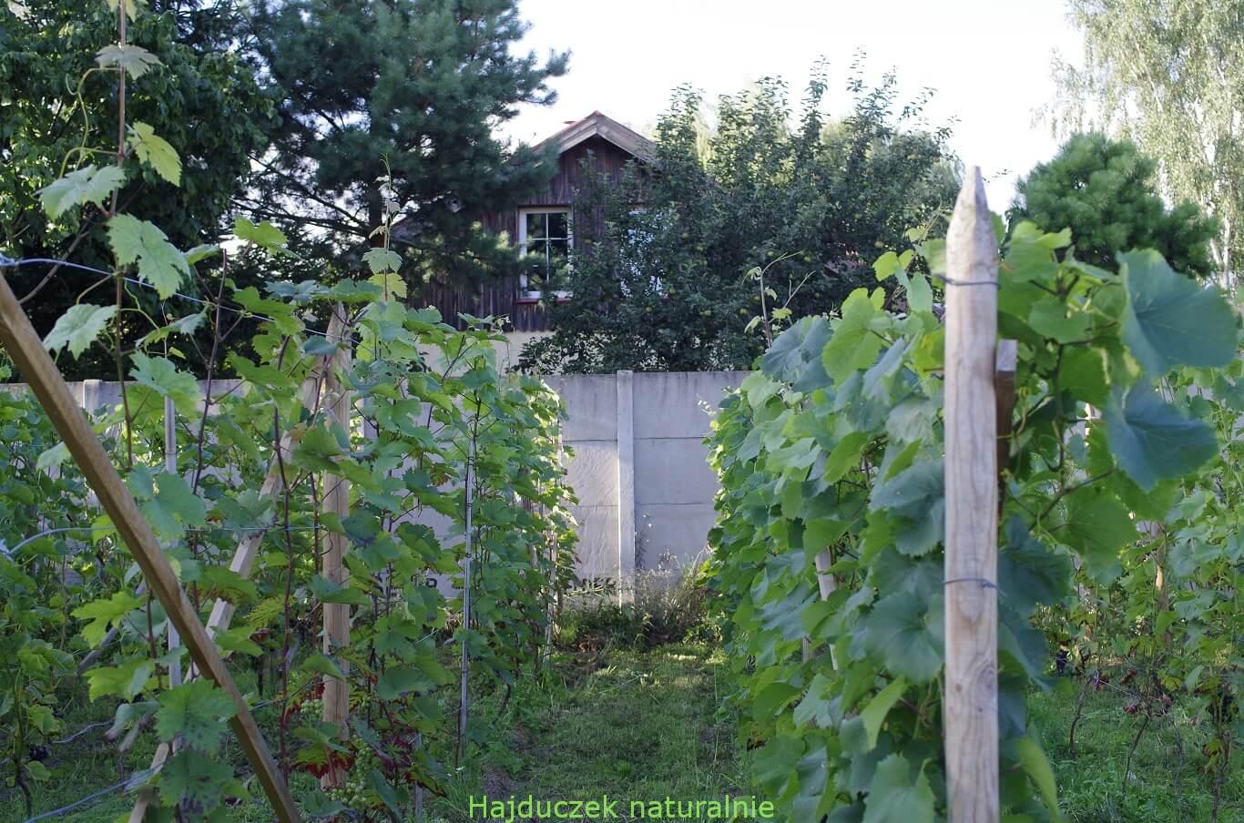 winnica i winobranie