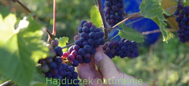 winobranie