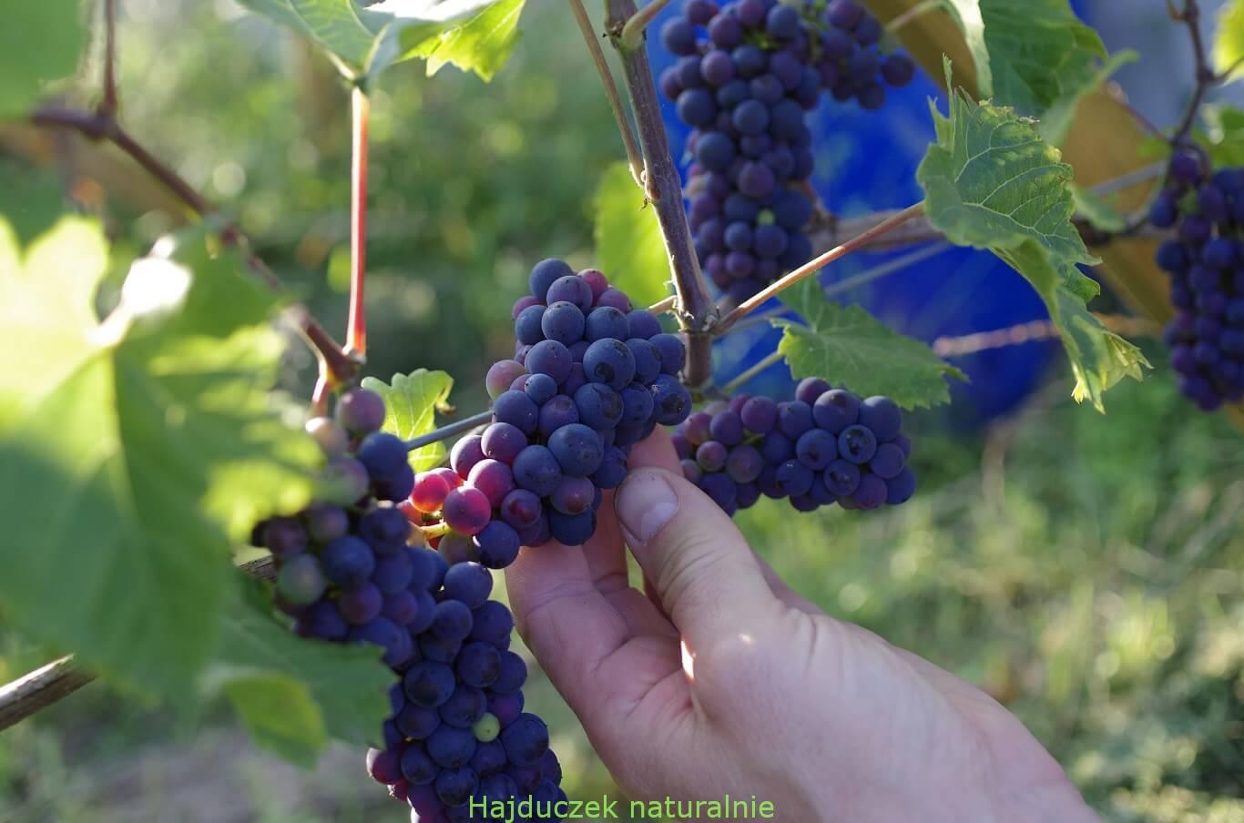 winobranie