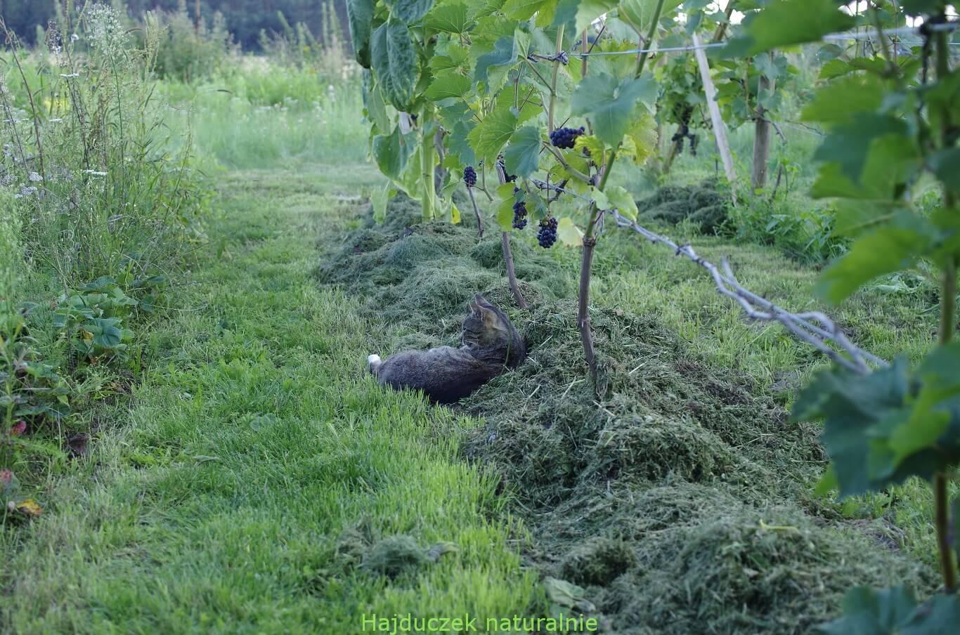 winnica i winobranie