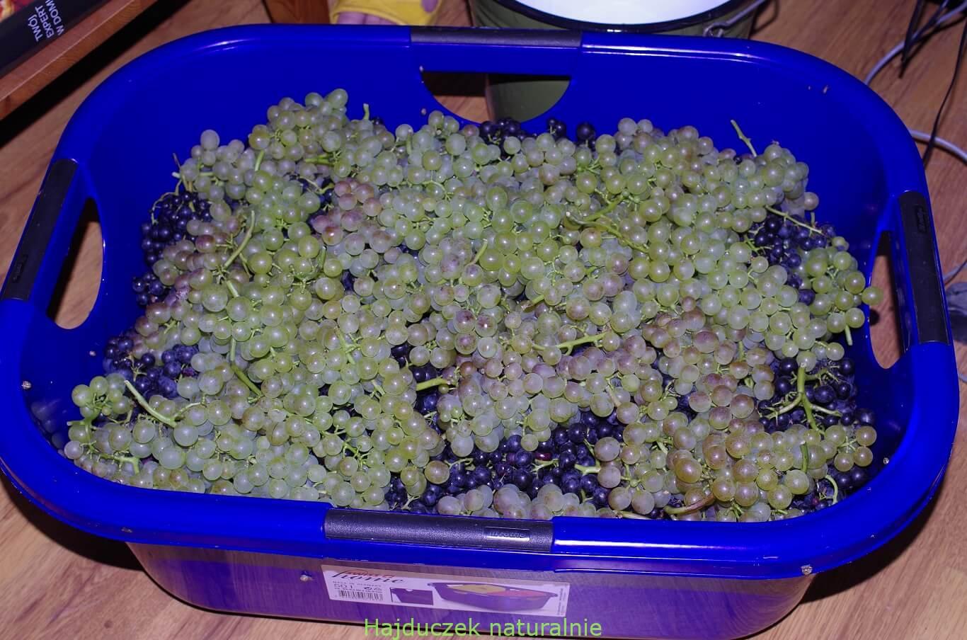 winobranie