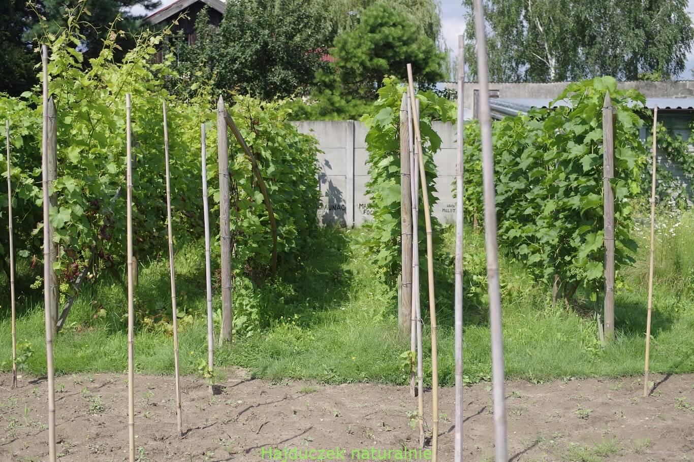 winnica i winobranie