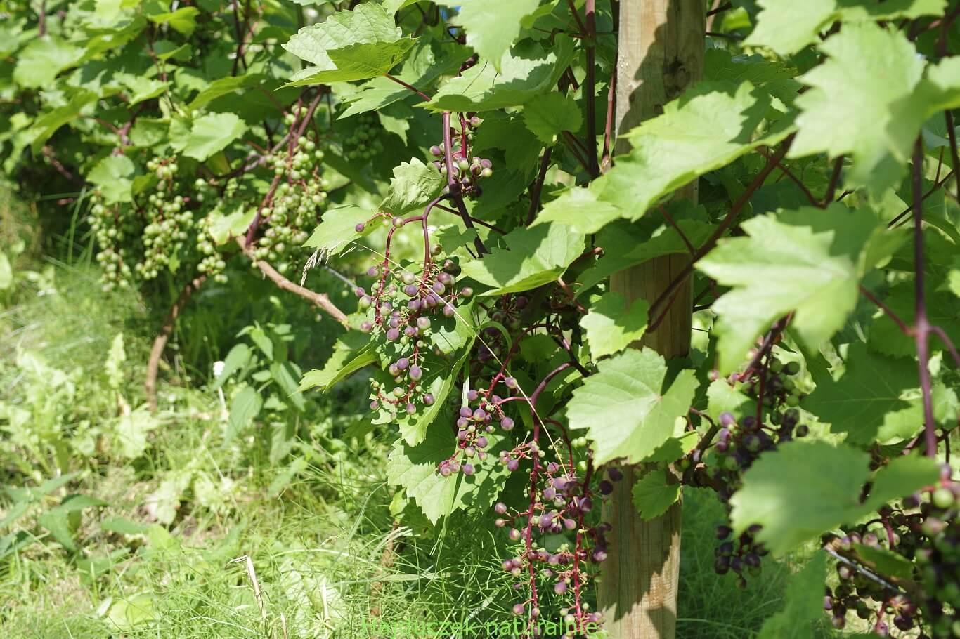 winnica i winobranie