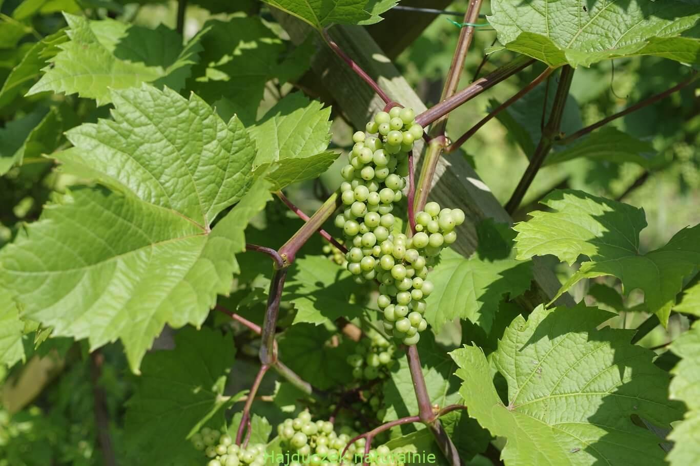winnica i winobranie