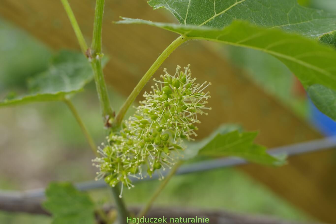 winnica i winobranie