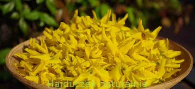 kwiaty forsycji