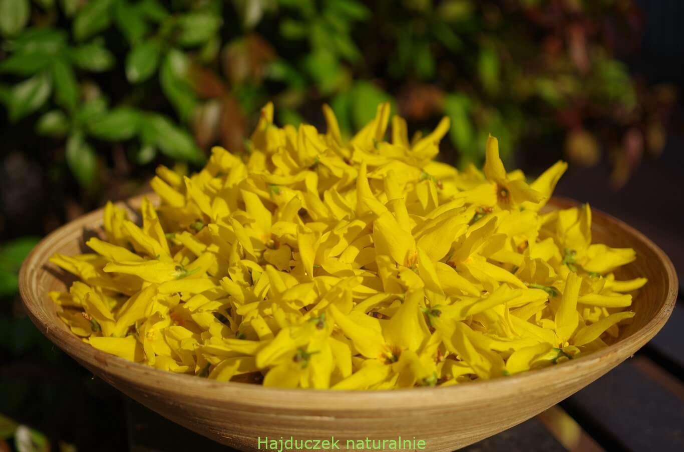 kwiaty forsycji